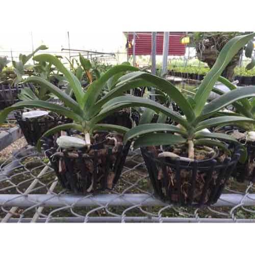 Chậu đai châu thái thuần 1 năm 4-5 cặp lá
