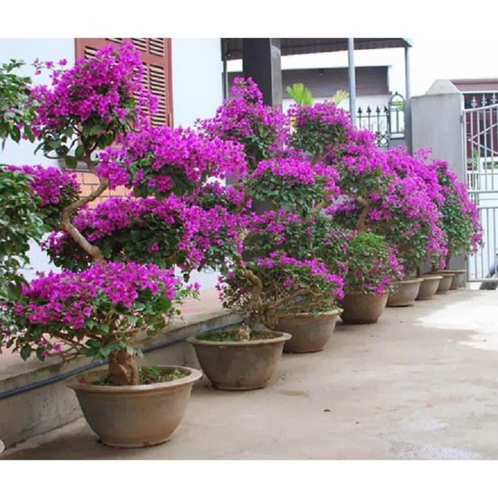 Chậu cây Hoa giấy màu tím huế