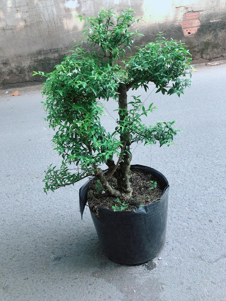 Mai Chiếu Thuỷ Size Đại Cao 70cm Tán Rộng 35cm