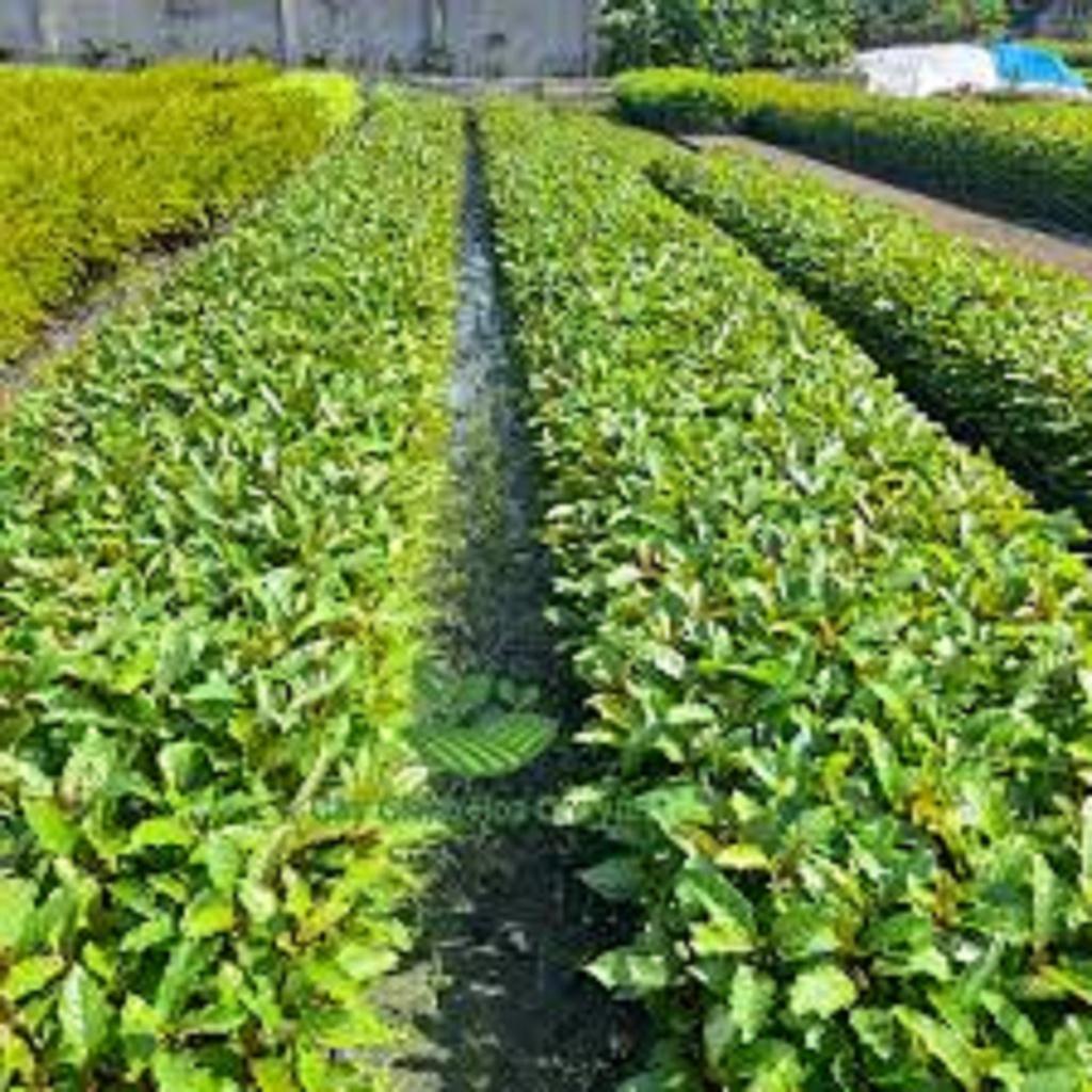 1 KG HẠT GIỐNG CÂY GÁO VÀNG