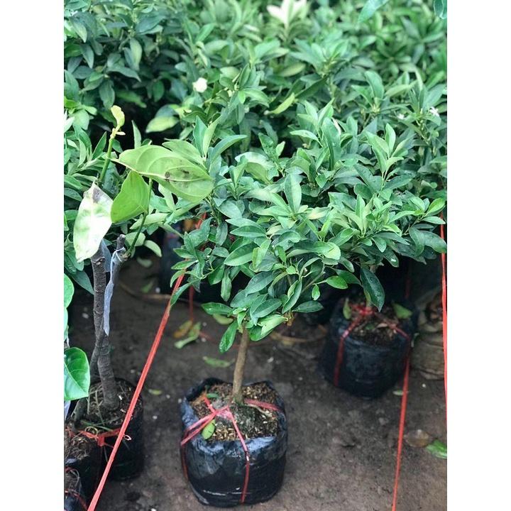 CÂY GIỐNG TẤC NGỌT MỸ