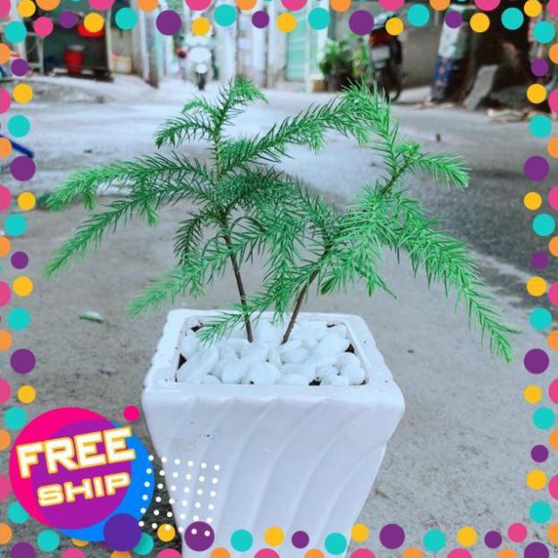 Chậu Tùng Bách Tán