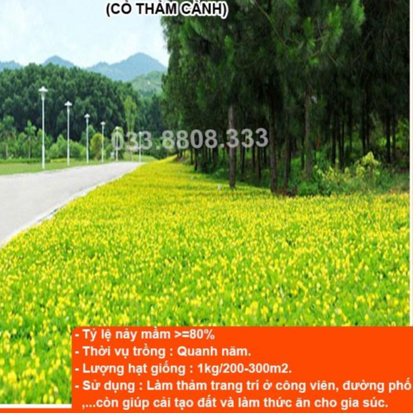HẠT GIỐNG CỎ LẠC TIÊN 300 HẠT - CỎ TRANG TRÍ