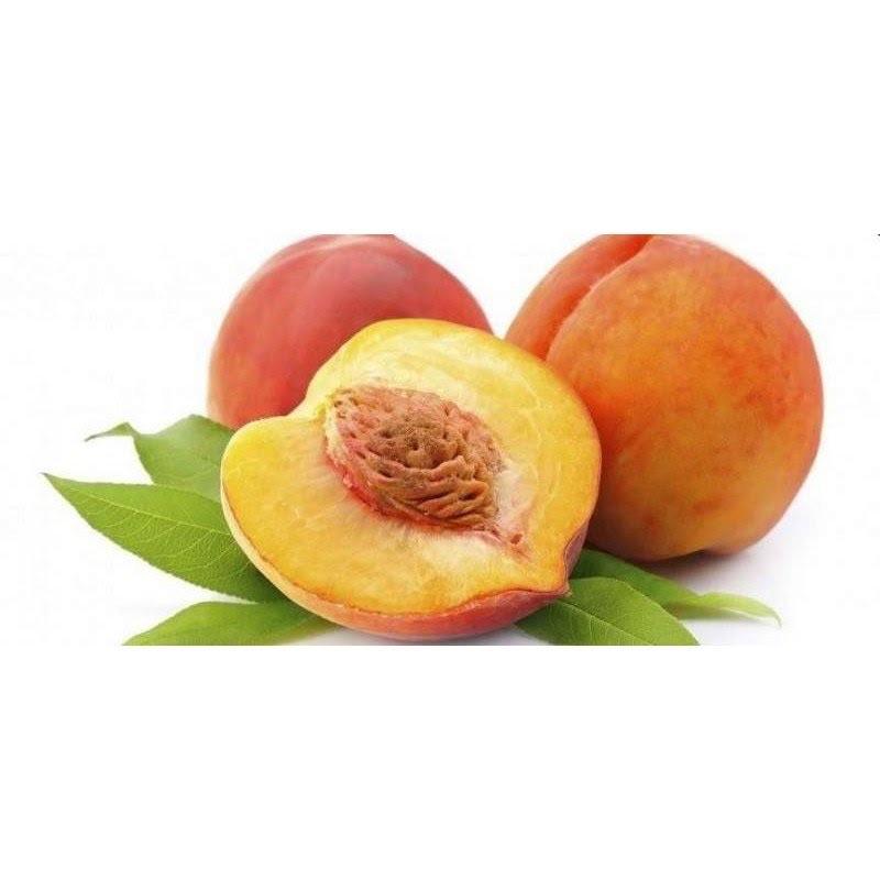 Cây giống đào tiên nhật bản trái siêu to