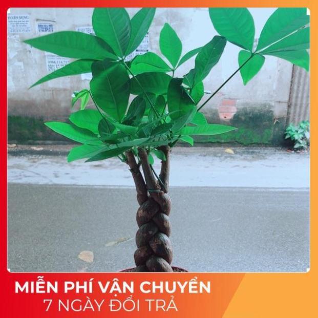 Kim Ngân Thắt Bính 3 Thân