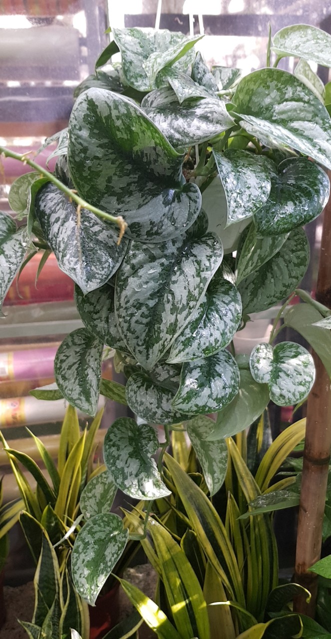Trầu Bà Lụa Chậu Treo