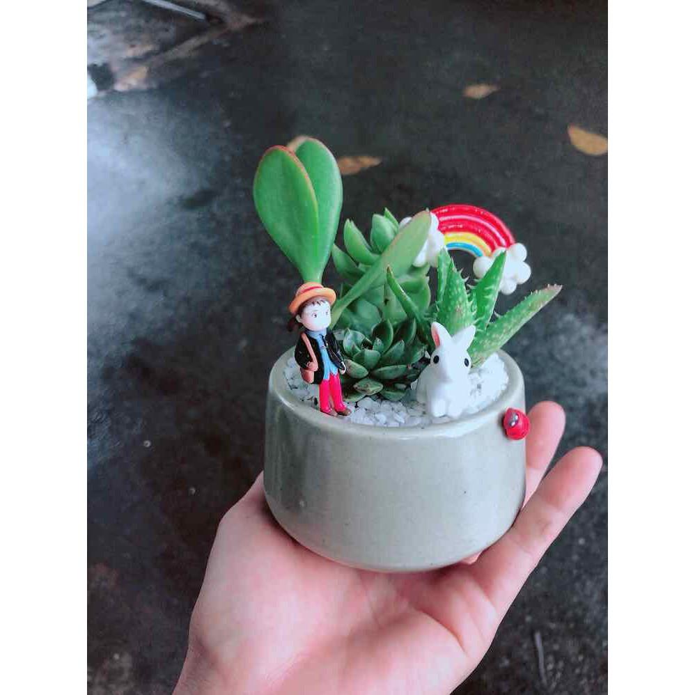 Chậu sen đá tiểu cảnh Bán Chạy