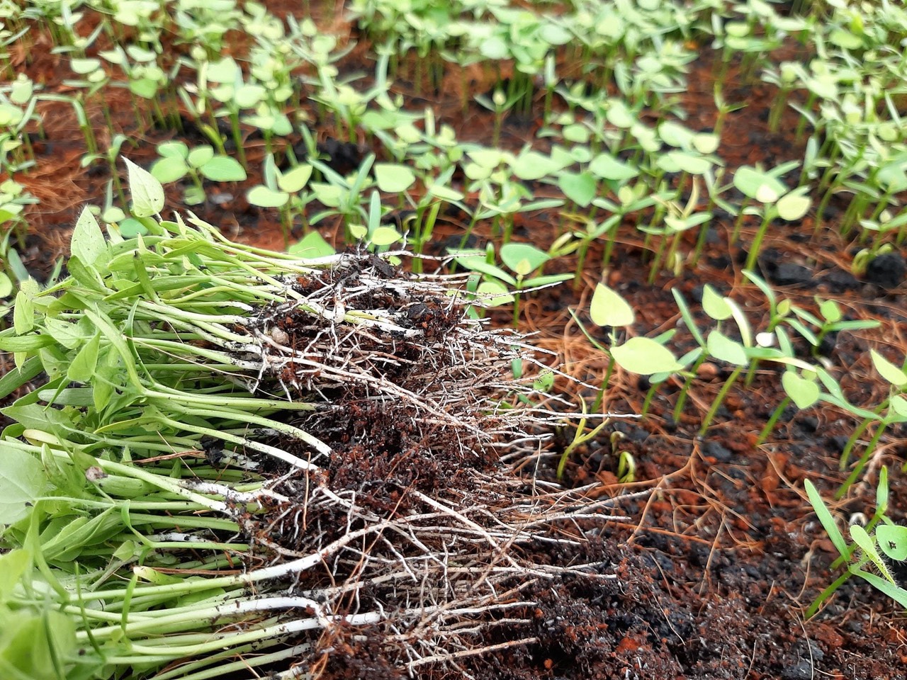 Hạt giống sâm lông 3 gói