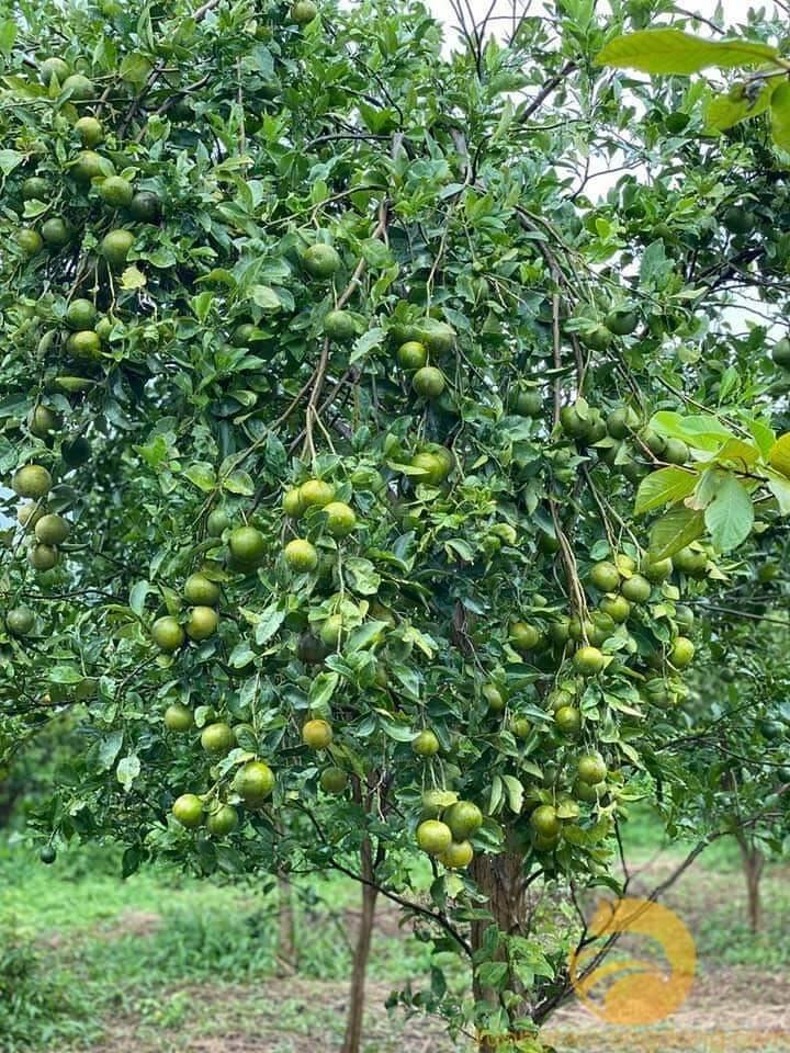 CÂY GIỐNG QUÝT ĐƯỜNG ÔN CHÂU