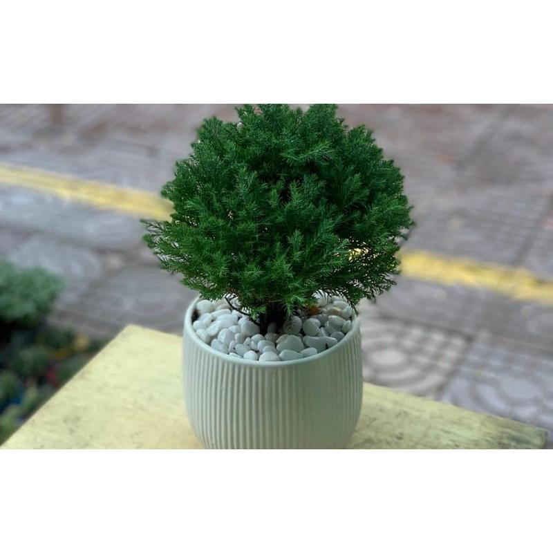 CÂY TÙNG BỒNG LAI *