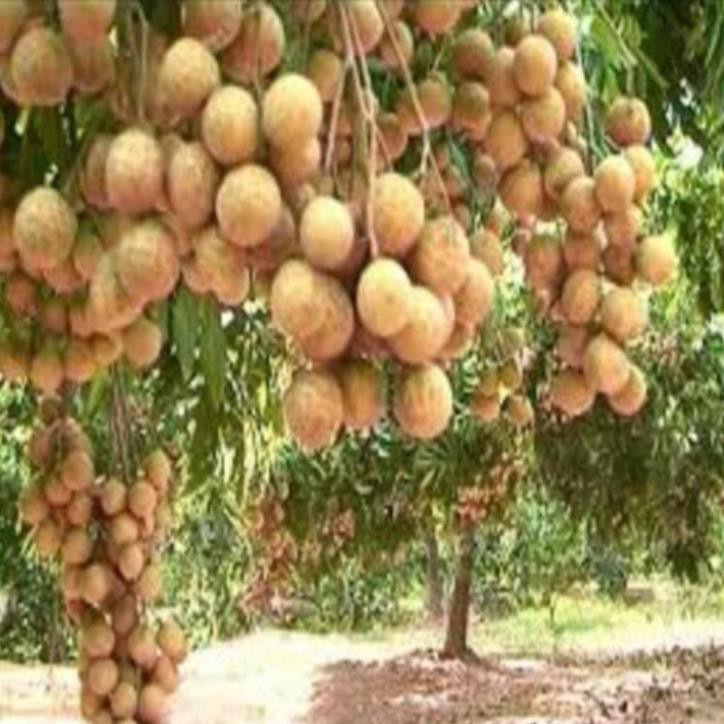 Cây giống nhãn không hạt Thái Lan
