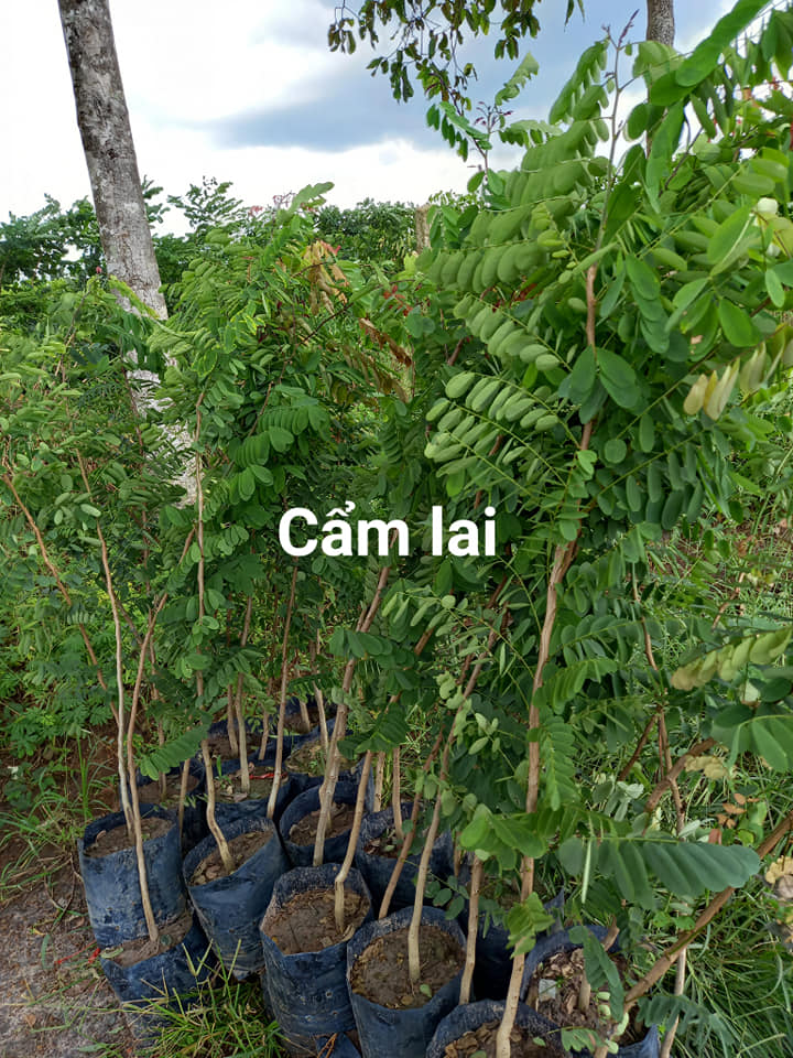 1KG Hạt giống cẩm lai rừng