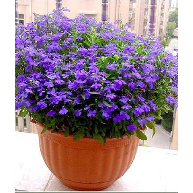 Hạt giống hoa Cúc Lobelia MIX MÀU KNS3506 - Gói 50 hạt
