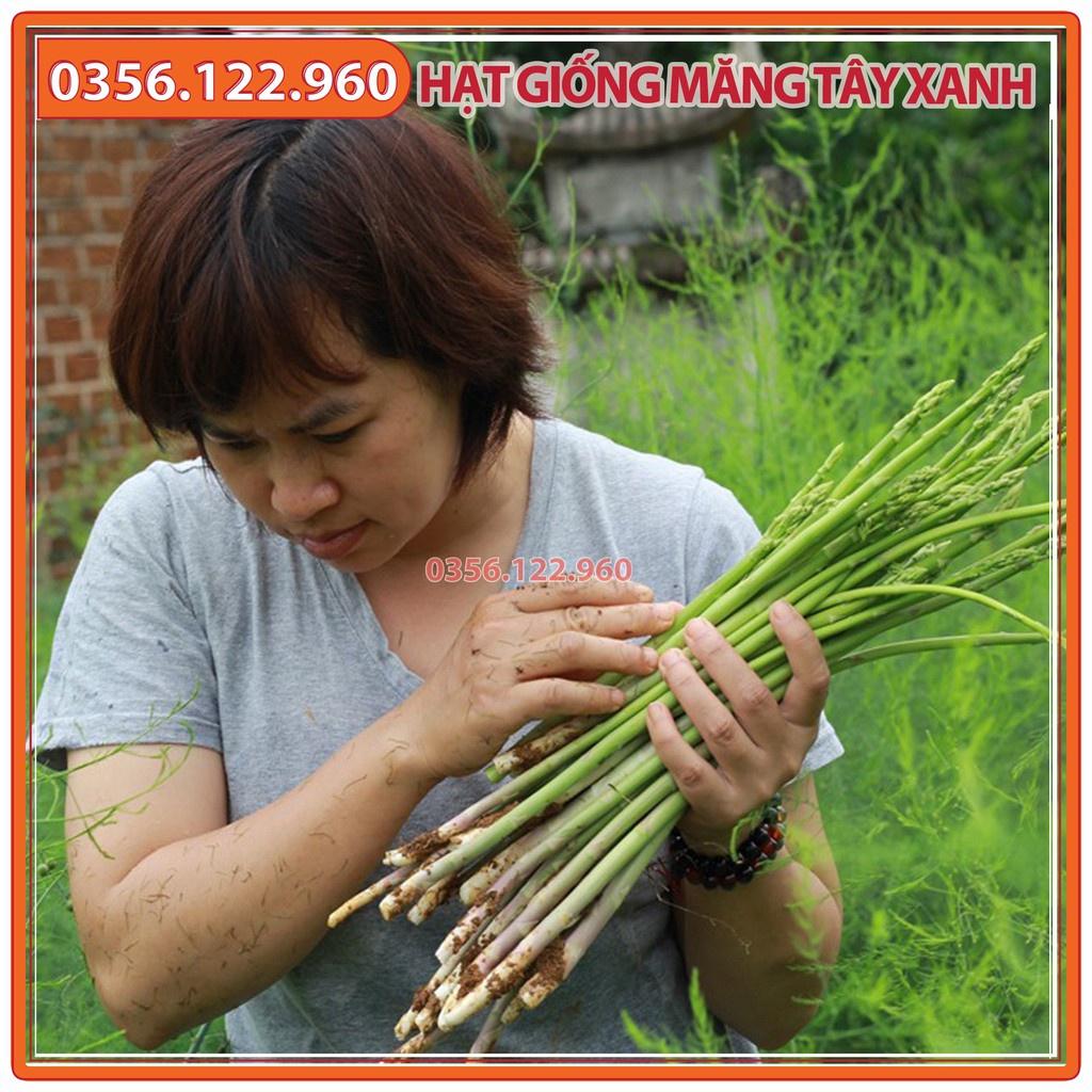 Hạt giống cây măng tây xanh cao sản F1 - gói 1g