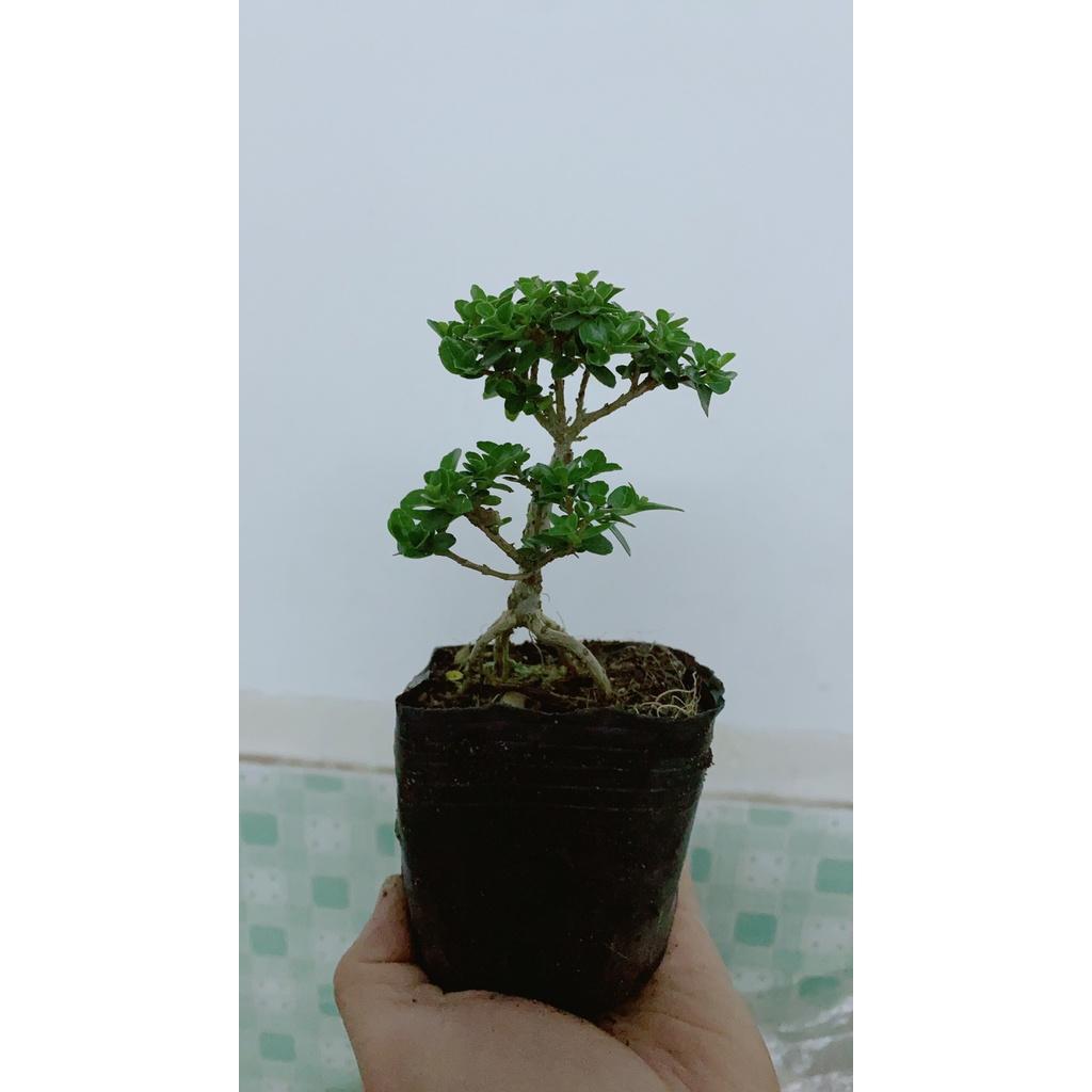 Cây Sam Hương Bonsai Mini