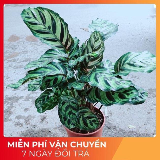 Đuôi Công Cốm