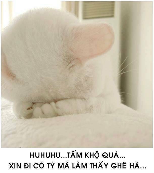 tấm cám phiên bản mèo chapter 1 6