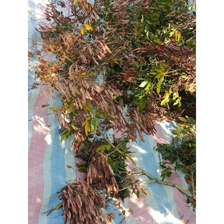 Trắc Đỏ, Cẩm Lai Nam Bộ giống - 50 gram