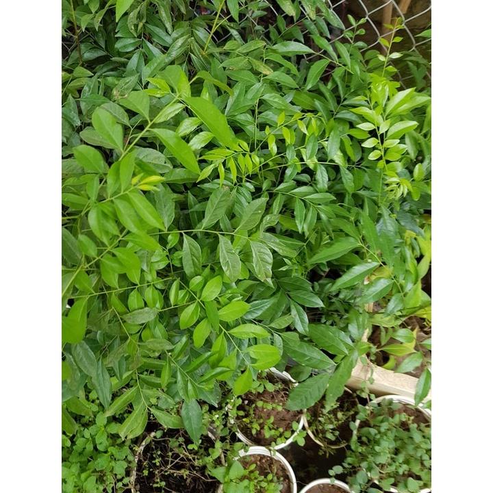Combo 4 bầu cây móc mật đa tác dụng dễ trồng