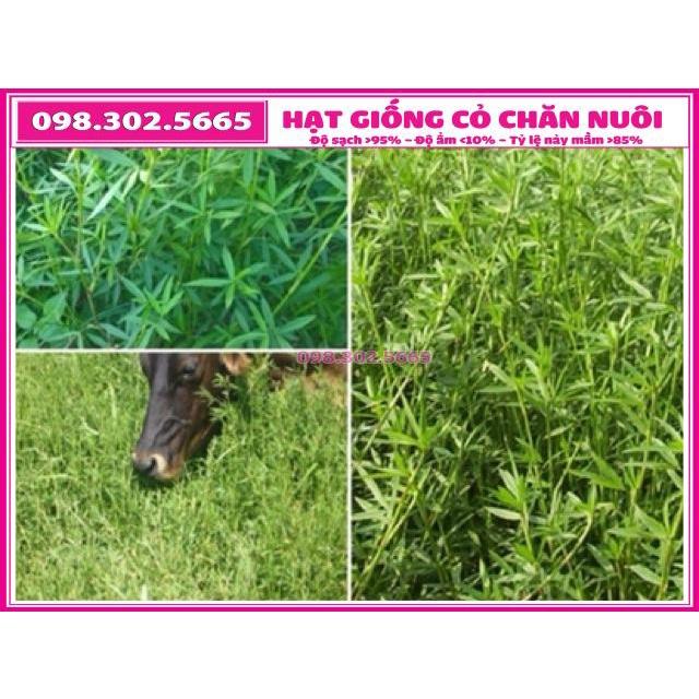 Hạt giống cỏ chăn nuôi STYLO gói 100g