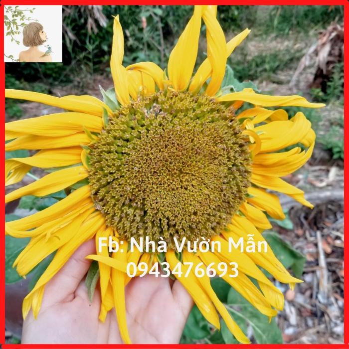 50 Hạt Giống Hoa Hướng Dương Cao Siêu Bông