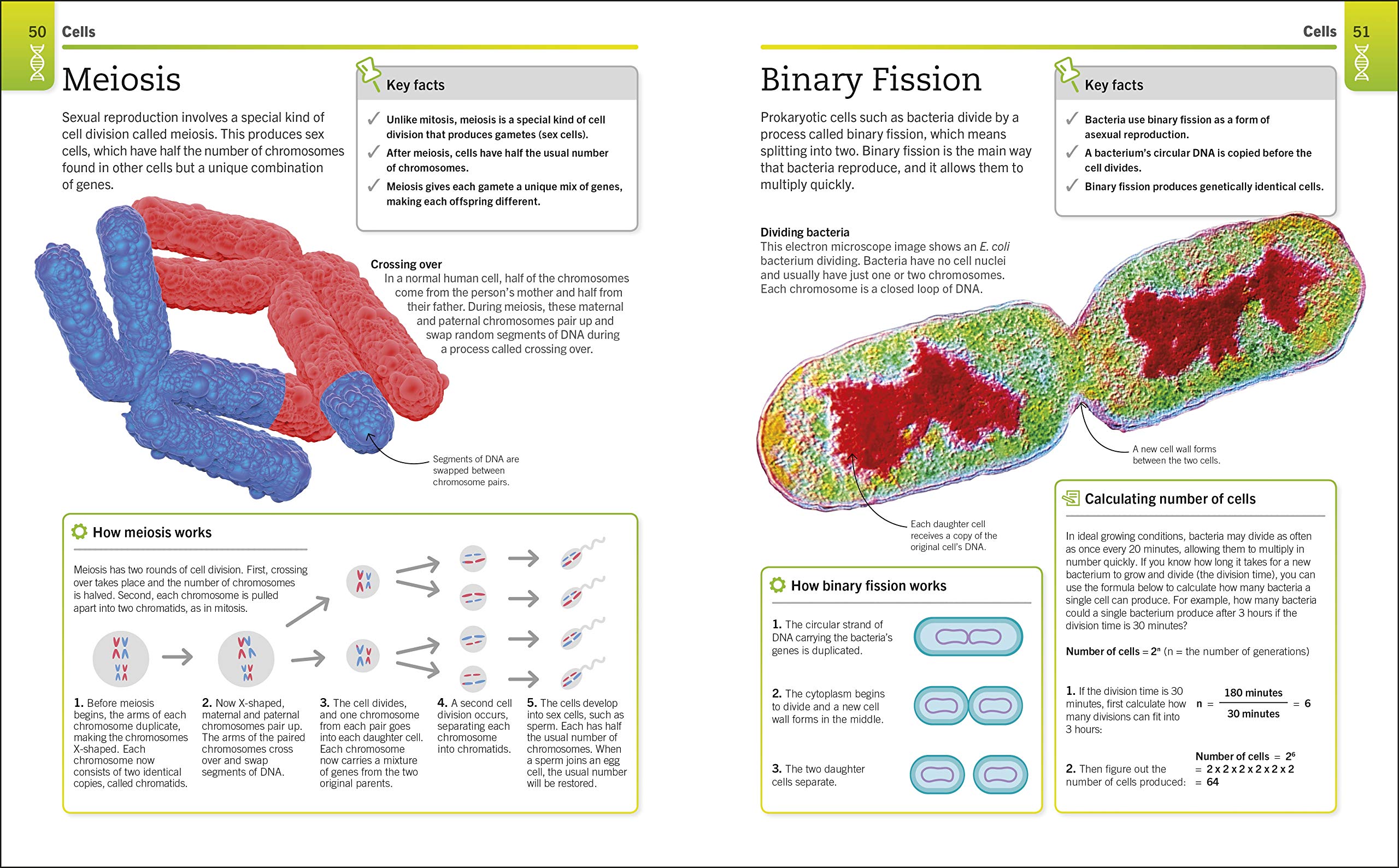 Biology: The Ultimate Bitesize Study Guide (Supersimple)