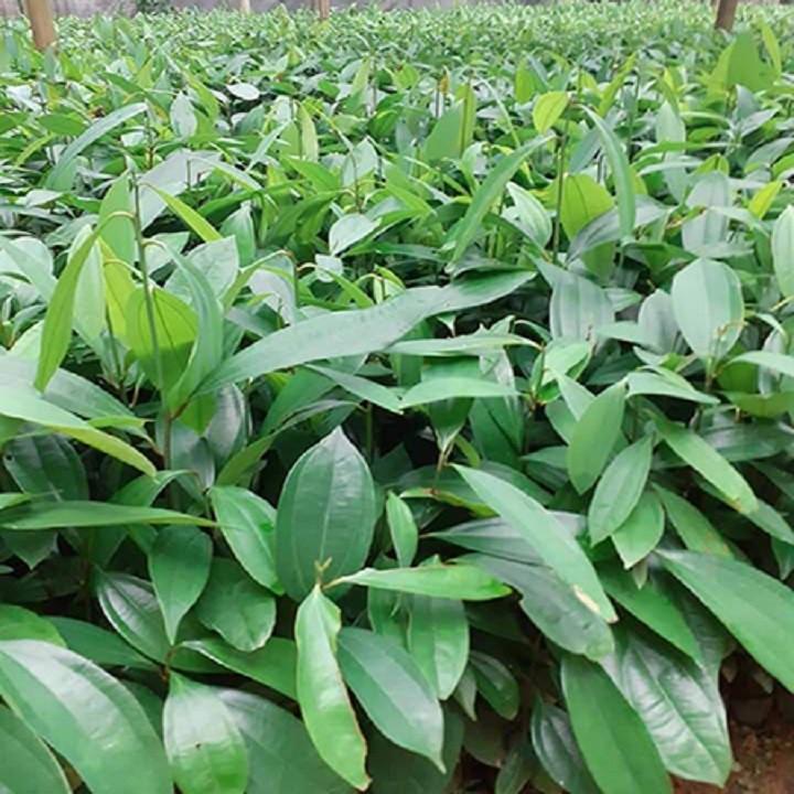 COMBO 2 BẦU CÂY QUẾ GIỐNG - CB2BCQG