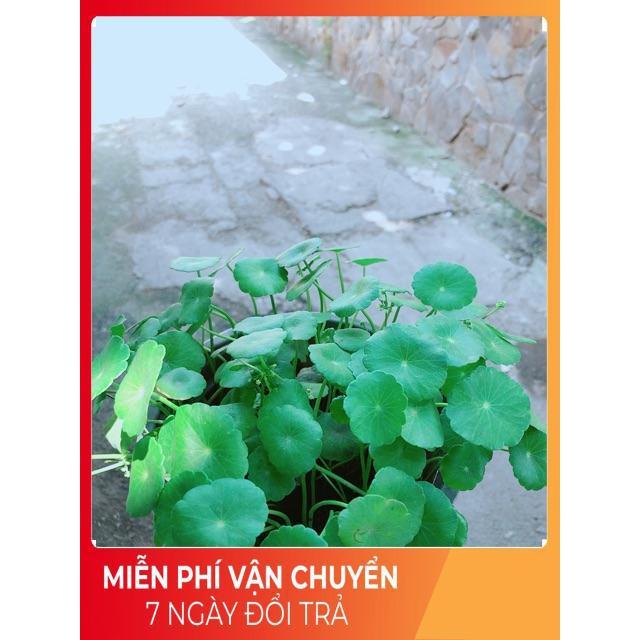 Cỏ Đồng Tiền