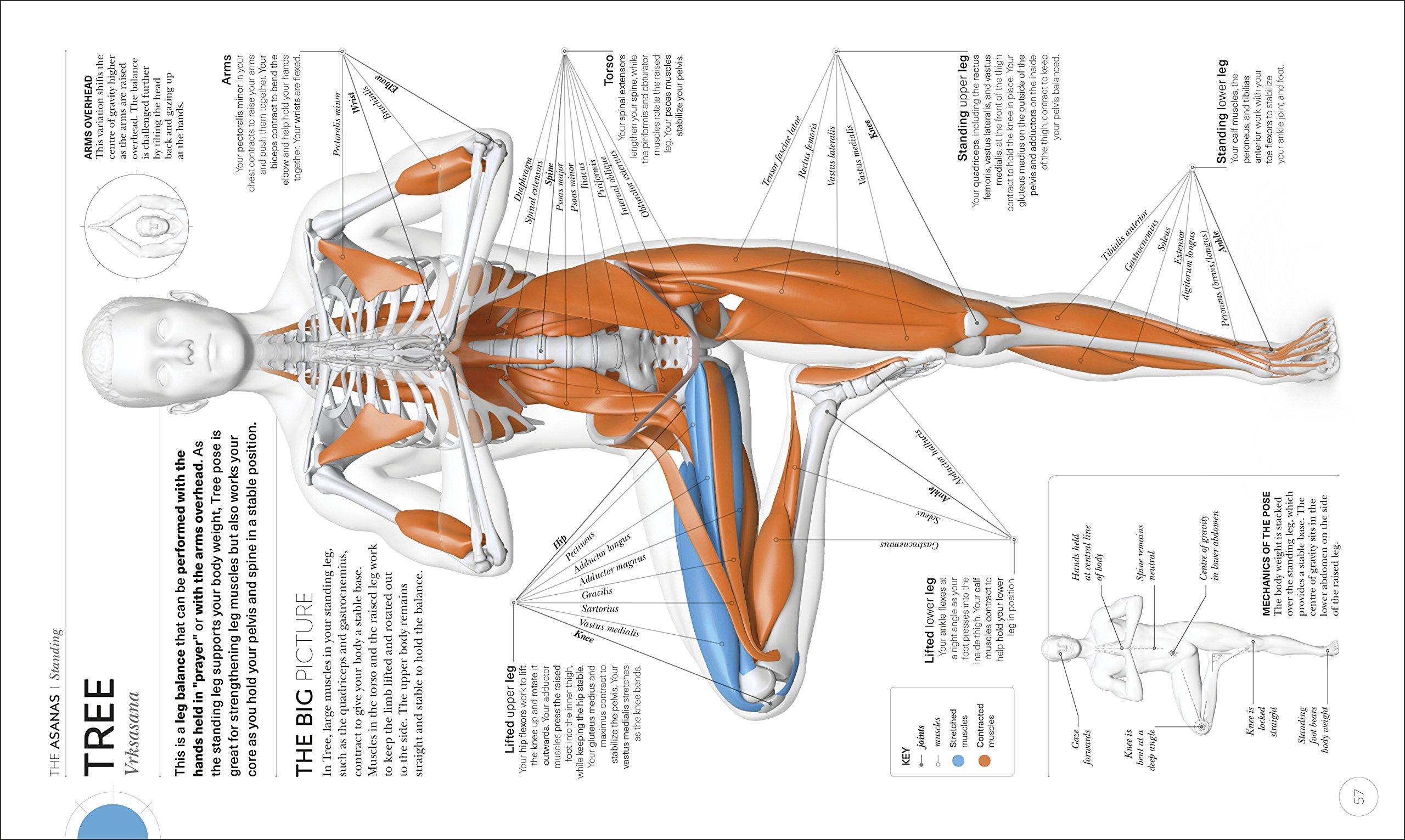 Science Of Yoga: Understand The Anatomy And Physiology To Perfect Your Practice