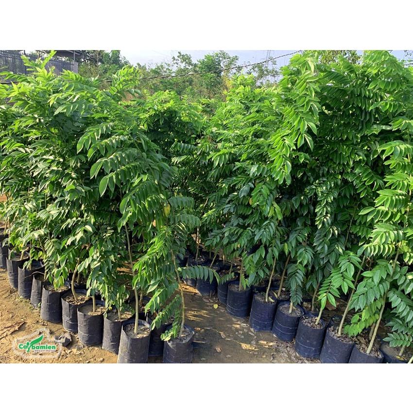 Hạt giống  cây xưa đỏ ,cây huỳnh đoàn,trắc thối ,huê-1 gói 20 hạt