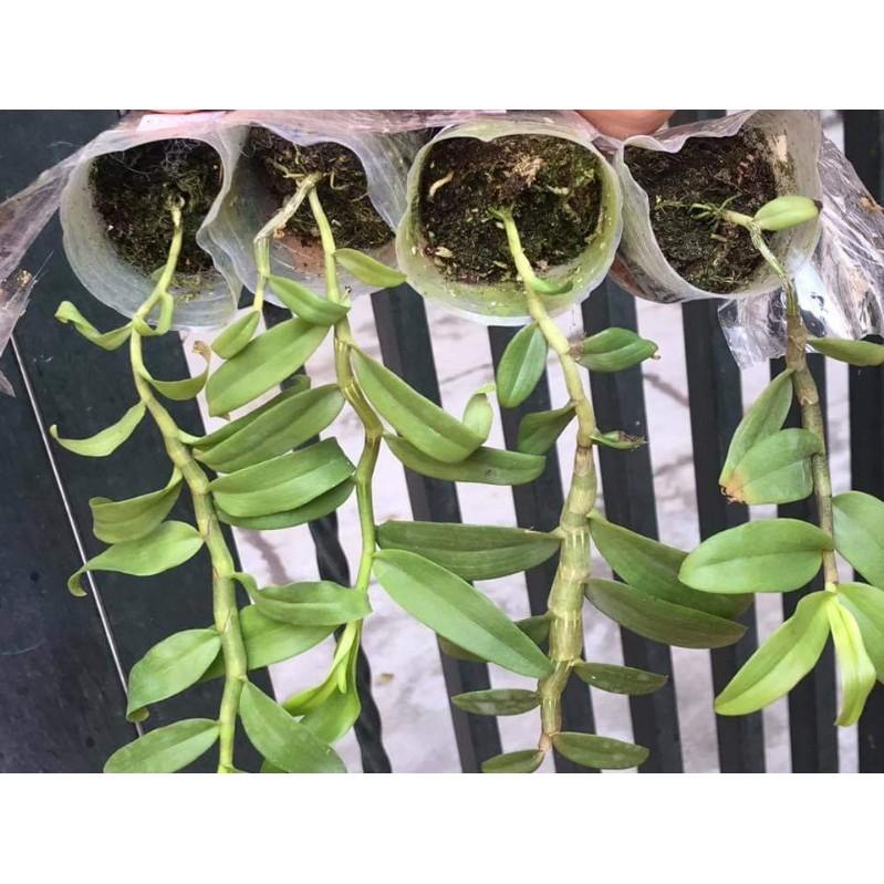 Dã hạc hồng ngọc thiên sứ