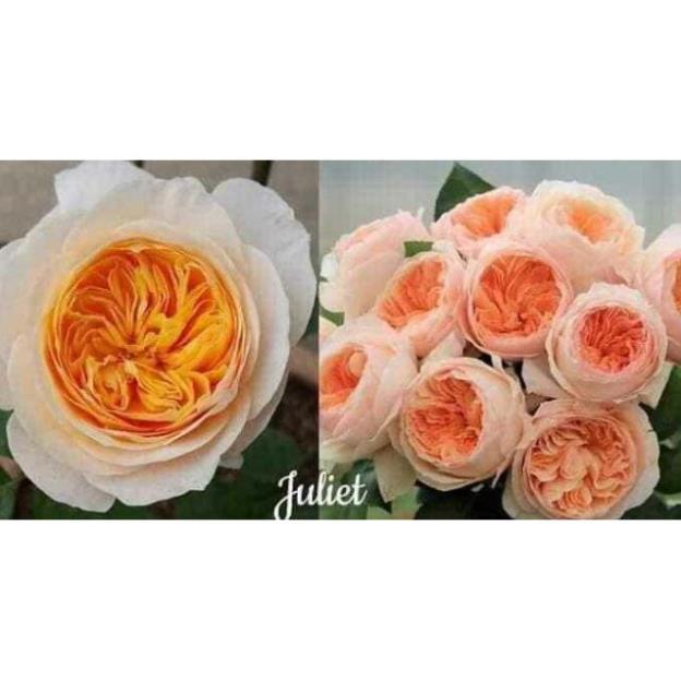 Om bo 5 cành chiết hồng bụi .hoa to. thơm nức mũi