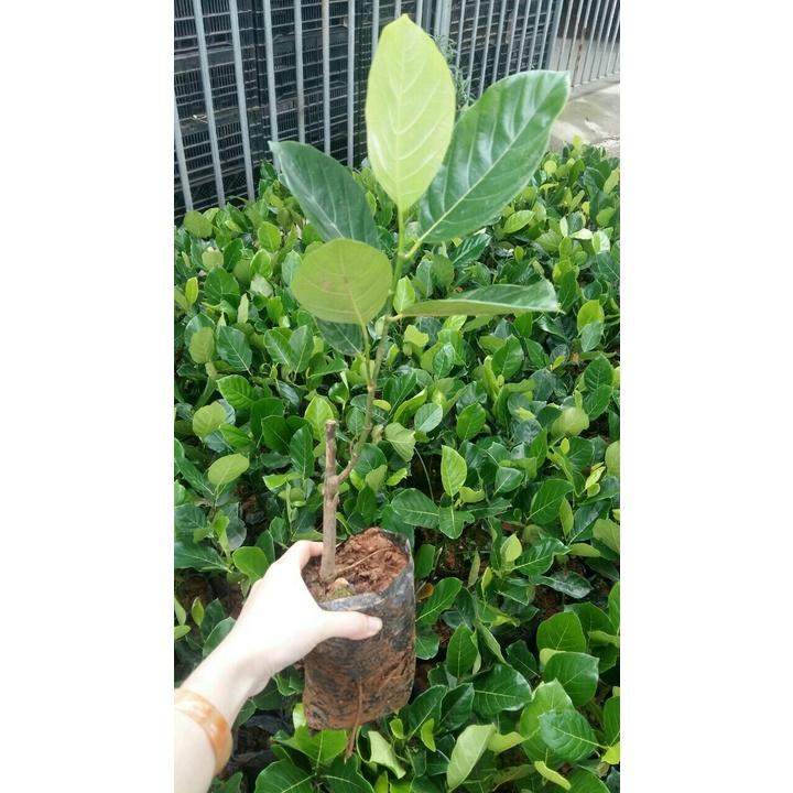 CÂY GIỐNG Mít Trái Dài Malaysia nhập khẩu
