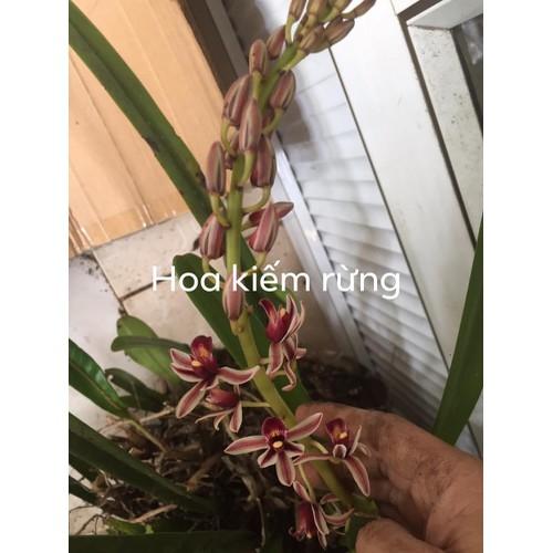 COMBO 5 THÂN Địa lan kiếm lá cứng vùng tây bắc . hoa vô cùng đẹp, vòi bông dài gần 1m UY TÍN CHẤT LƯỢNG