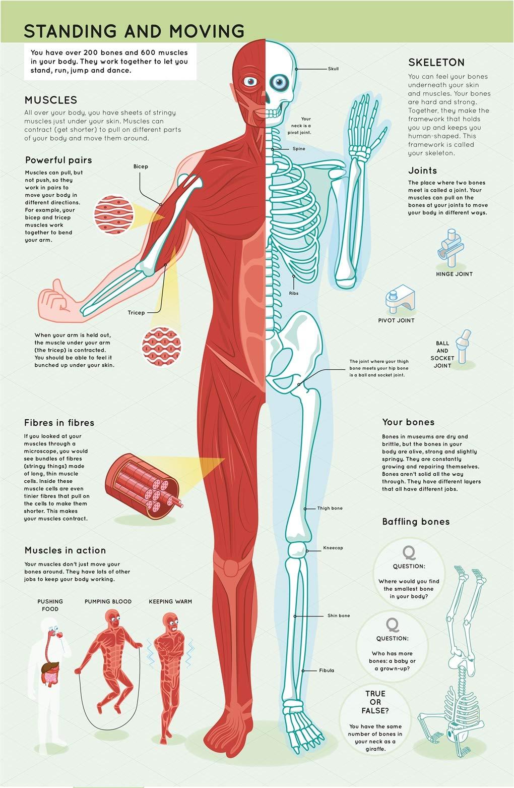 Lift The Flaps: Human Body (Discovery Lift The Flaps)