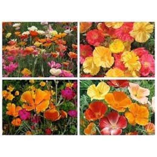 Hạt Giống Hoa Poppy Kép Nhiều Màu - Gói 50 hạt