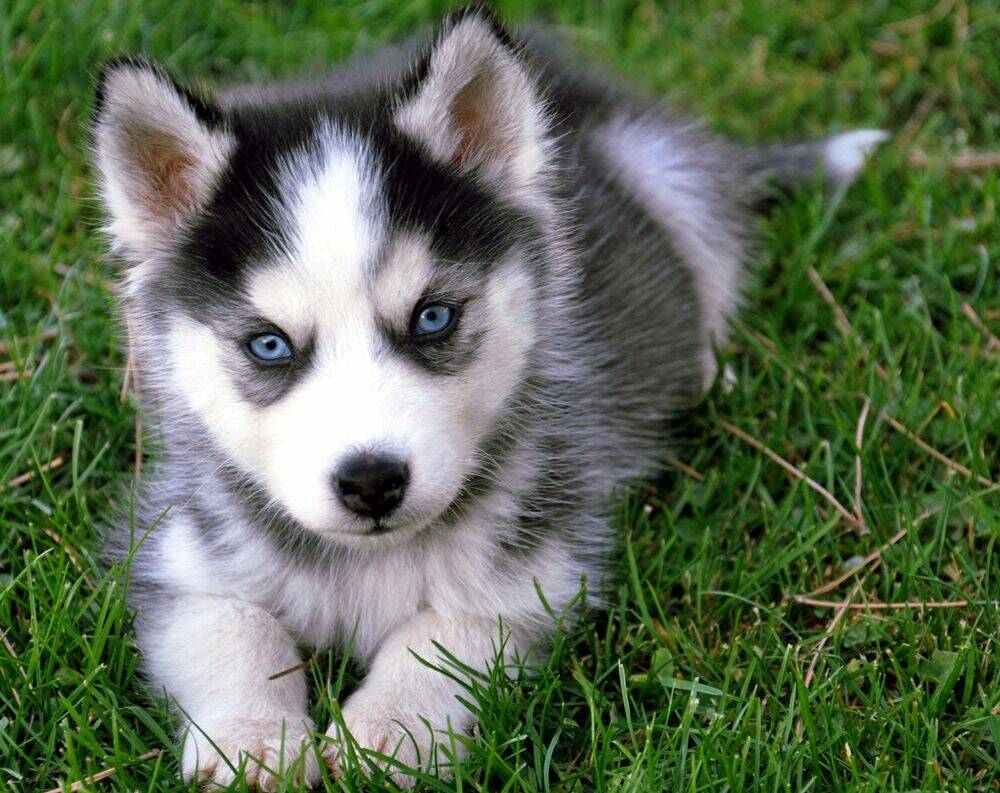 doubutsu no oishasan chapter 2 17