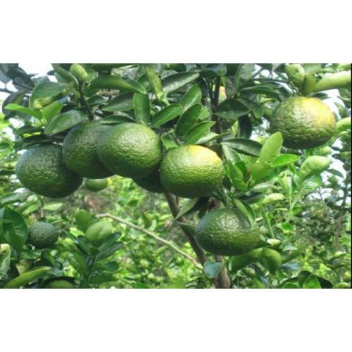 Cây giống cam sành