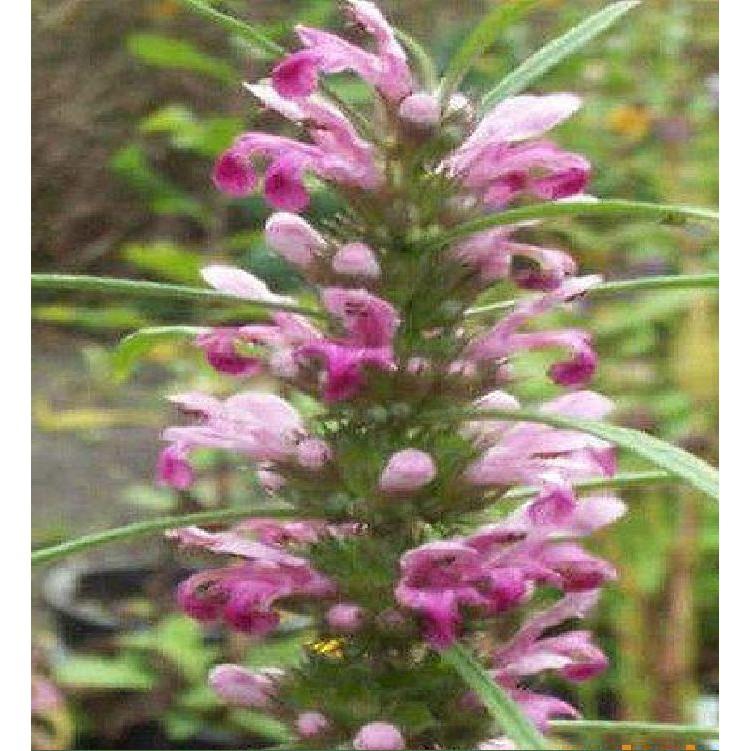 Hạt giống cây Ích mẫu -  50 hạt/gói