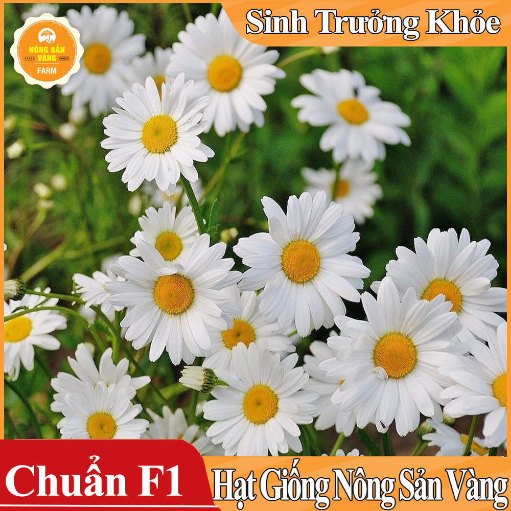 Hạt giống Hoa Cúc Họa Mi Trắng ( Gói 0,03 gram )