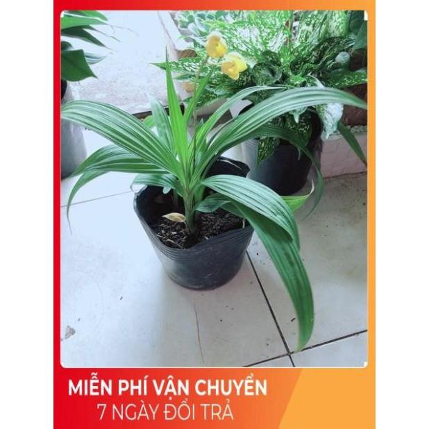 Lan Đất Có Hoa Vàng