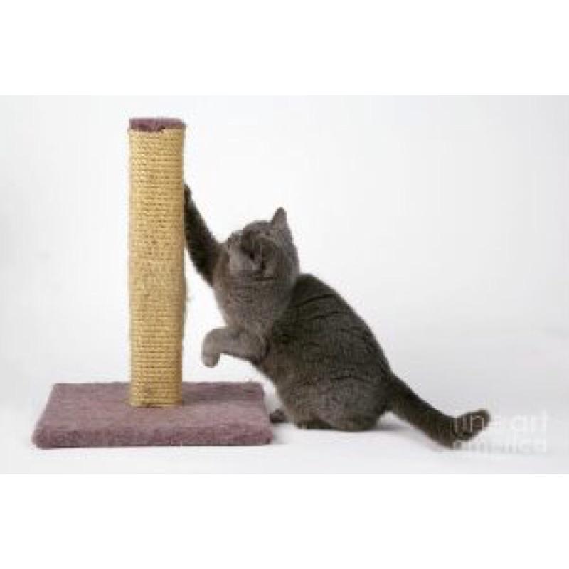 Cây cào móng mèo CATTREE, Bàn cào móng cho mèo, Trụ cào móng mèo.