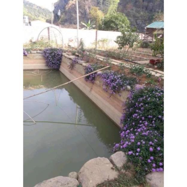Cây ngũ sẵ tím rủ