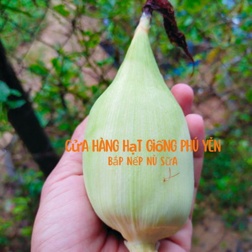 Hạt giống bắp nù sữa tròn gói 500 gram chất lượng