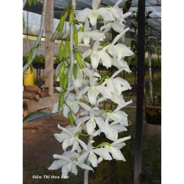 Hoa phong lan Hawai trắng xưa