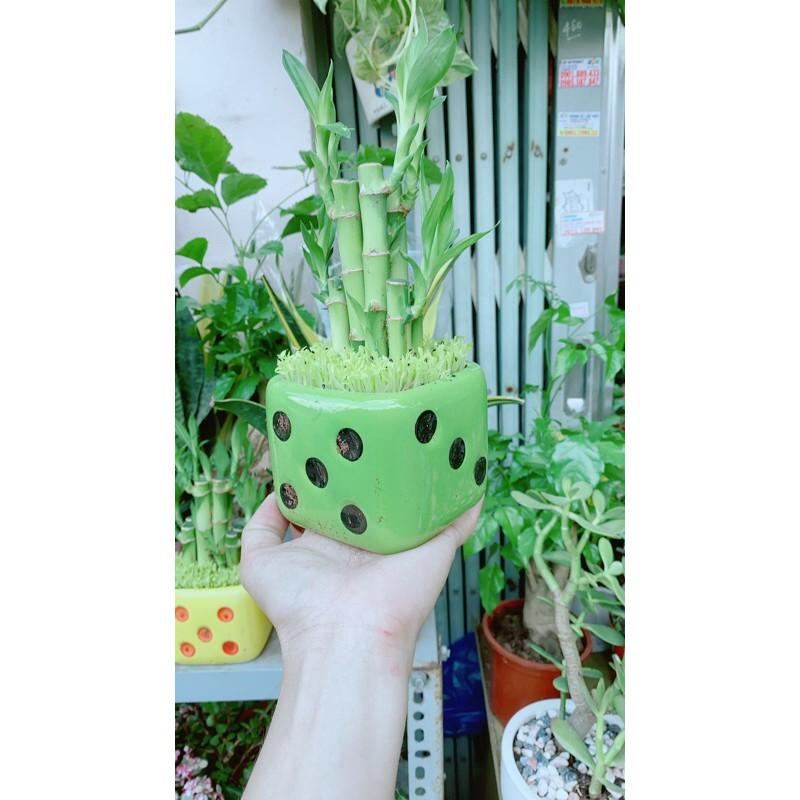 Chậu Trúc Phát Tài Chậu Xúc Xắc