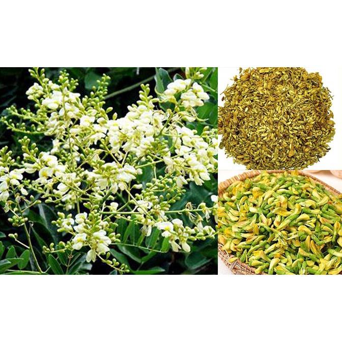 CÂY HOA HÒE nếp -cây giống nhỏ