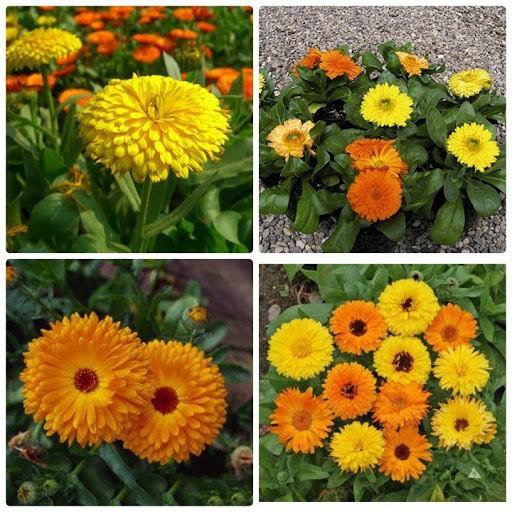 Hạt Giống Hoa Cúc SuSi Nhiều Màu - 50Hạt/gói