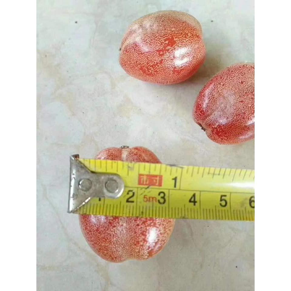 Sản phẩm CÂY NHÓT NGỌT MỸ