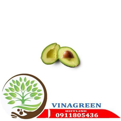 Sản phẩm Cây Ăn Trái CÂY GIỐNG BƠ SÁP